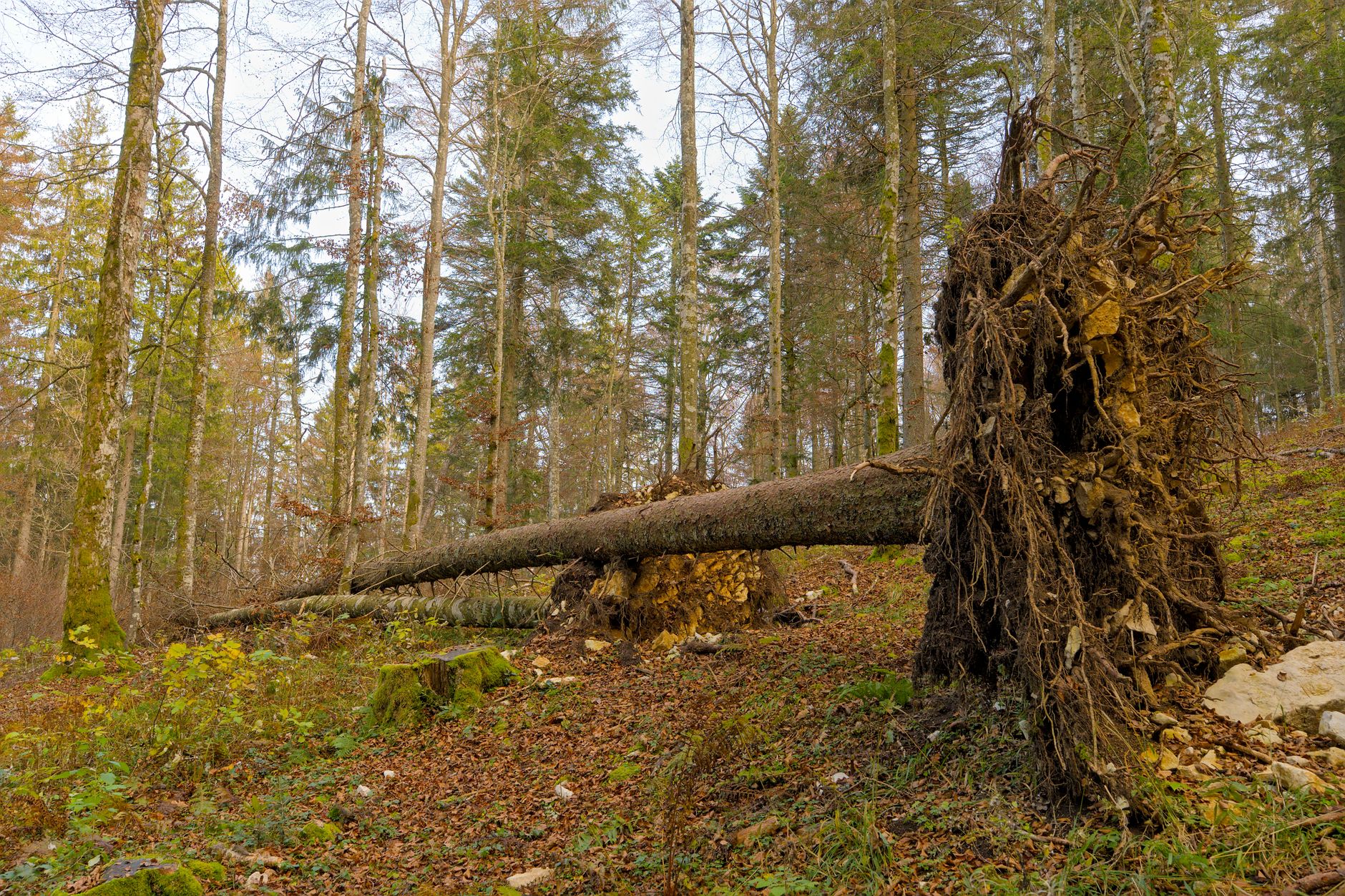 Enlèvement arbre urgence équipe à La Chapelle-sur-Erdre